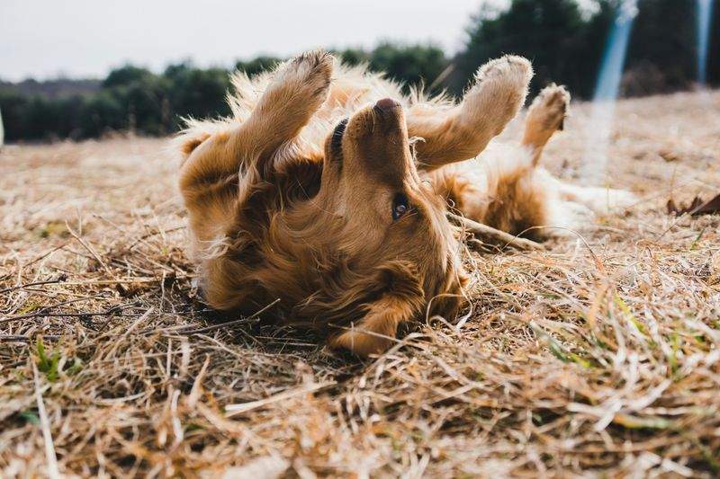 Cómo preparar a tu perro para los paseos de primavera