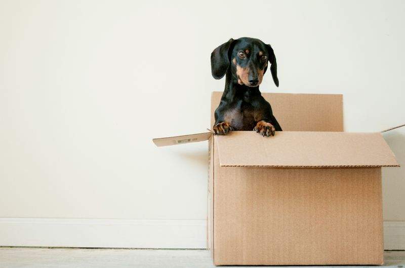 Consejos para elegir productos seguros y cómodos para tu mascota