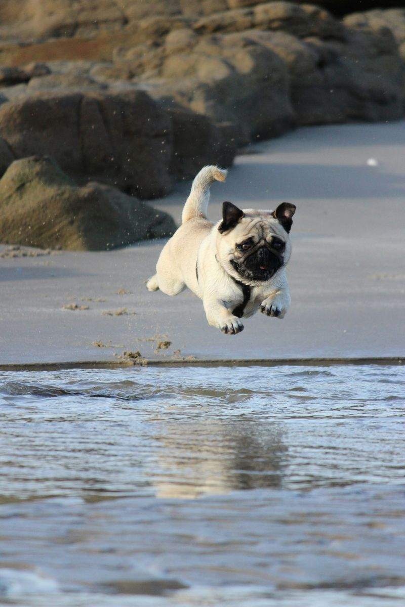 Caninos del Mediterráneo 1
