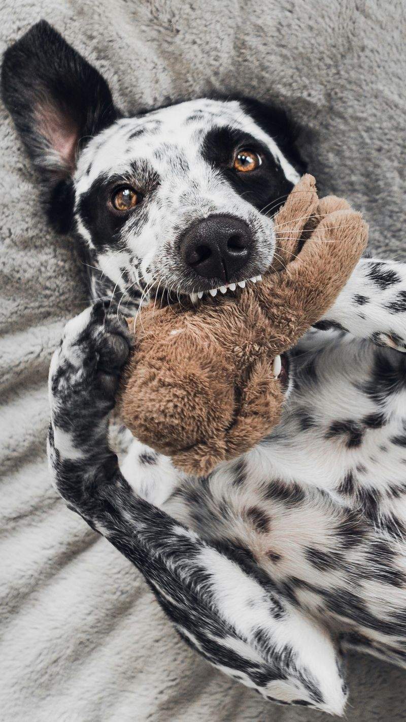 Paseos personalizados para perros