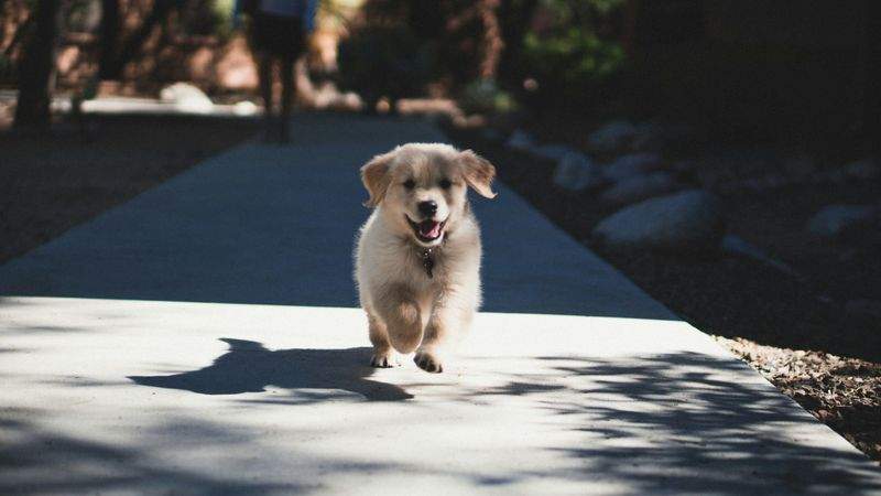 Consultas de comportamiento canino